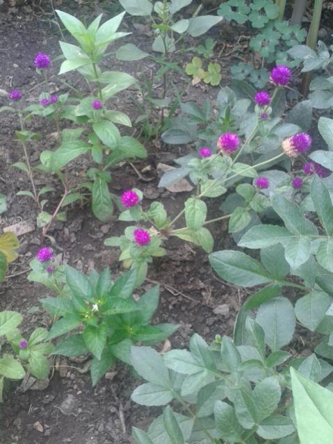 Name:  20170904_112426.jpg
Views: 236
Size:  57.8 KB