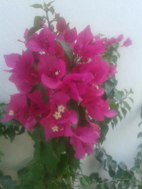 Name:  20170821_121147.jpg
Views: 221
Size:  27.7 KB