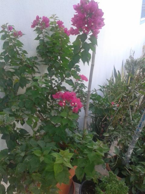 Name:  20170904_112202.jpg
Views: 210
Size:  47.5 KB