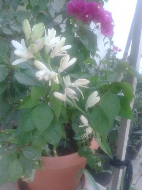 Name:  20170821_120750.jpg
Views: 196
Size:  33.1 KB