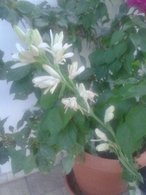 Name:  20170821_120741.jpg
Views: 197
Size:  32.0 KB