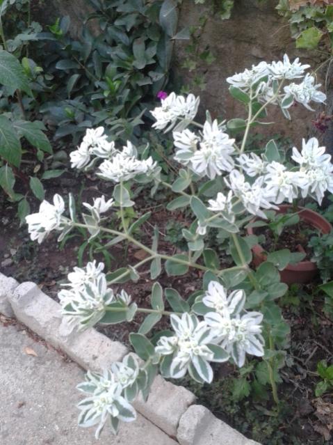 Name:  20170817_193515.jpg
Views: 203
Size:  60.8 KB