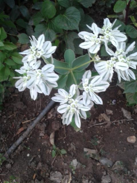 Name:  20170817_193527.jpg
Views: 208
Size:  47.1 KB