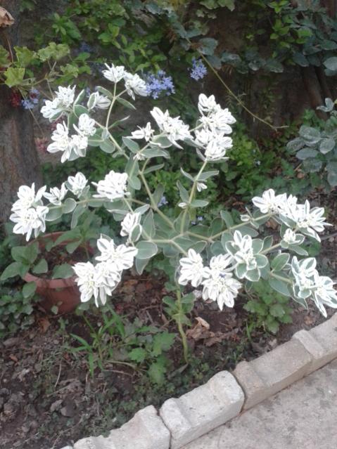 Name:  20170817_193507.jpg
Views: 201
Size:  62.1 KB