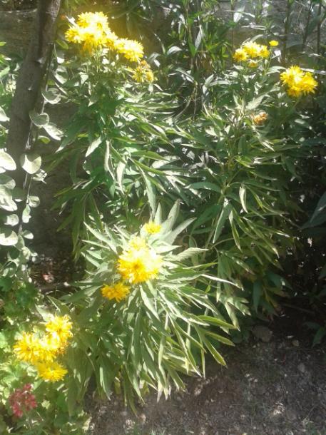 Name:  20170904_112727.jpg
Views: 199
Size:  65.6 KB