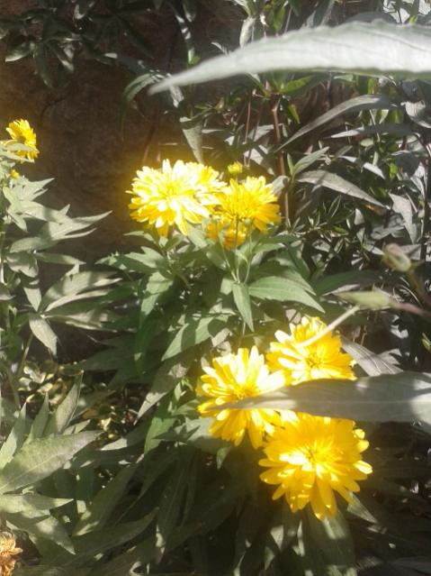 Name:  20170904_112733.jpg
Views: 212
Size:  53.8 KB