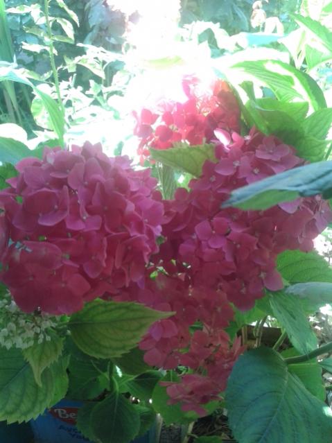 Name:  20170619_131257.jpg
Views: 203
Size:  43.7 KB