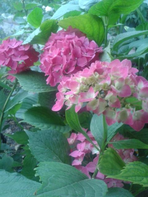 Name:  20170609_200131.jpg
Views: 218
Size:  45.4 KB