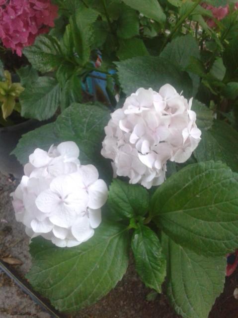 Name:  20170609_200107.jpg
Views: 212
Size:  38.2 KB
