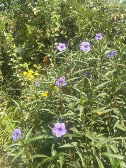 Name:  20170904_112832.jpg
Views: 203
Size:  67.9 KB