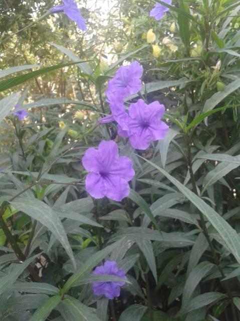 Name:  20170904_112242.jpg
Views: 201
Size:  53.8 KB