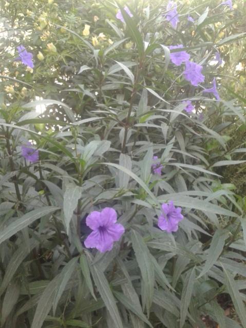 Name:  20170904_112232.jpg
Views: 204
Size:  53.9 KB
