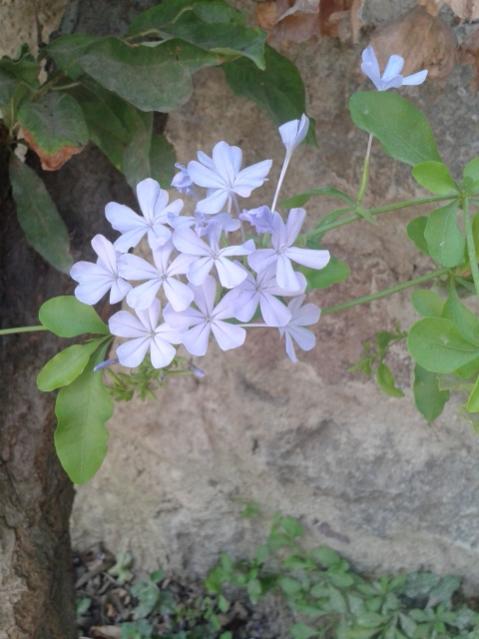 Name:  20170803_155224.jpg
Views: 202
Size:  42.0 KB
