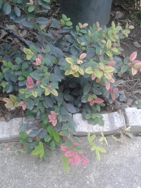 Name:  20170904_113023.jpg
Views: 191
Size:  56.0 KB