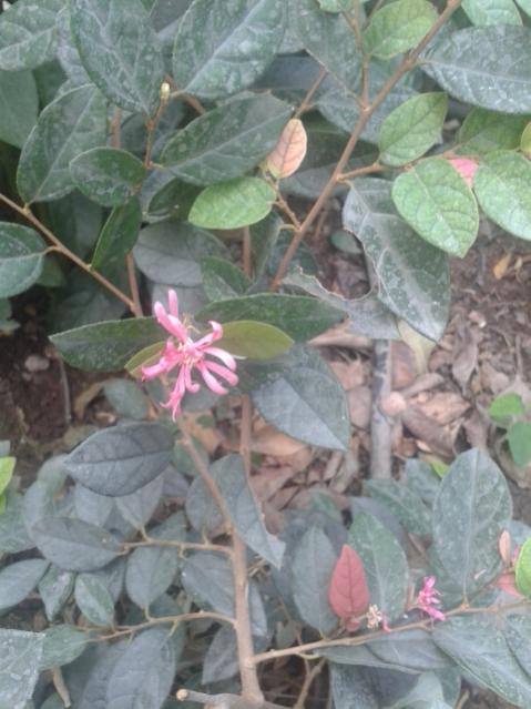 Name:  20170904_113039.jpg
Views: 196
Size:  45.9 KB