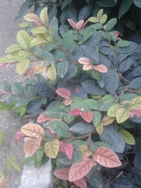 Name:  20170904_113134.jpg
Views: 193
Size:  49.1 KB
