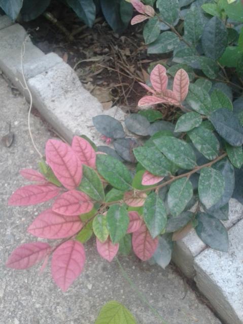 Name:  20170904_113125.jpg
Views: 192
Size:  46.6 KB