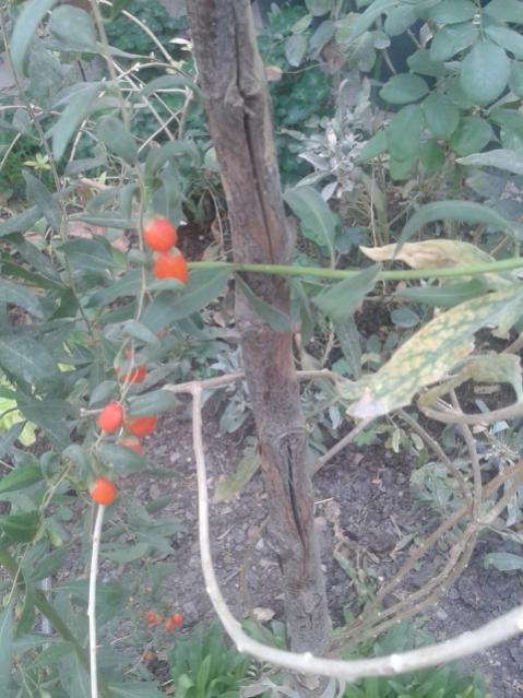 Name:  20170904_112604.jpg
Views: 873
Size:  54.4 KB