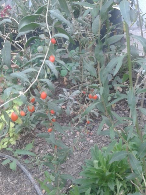 Name:  20170904_112553.jpg
Views: 888
Size:  61.0 KB