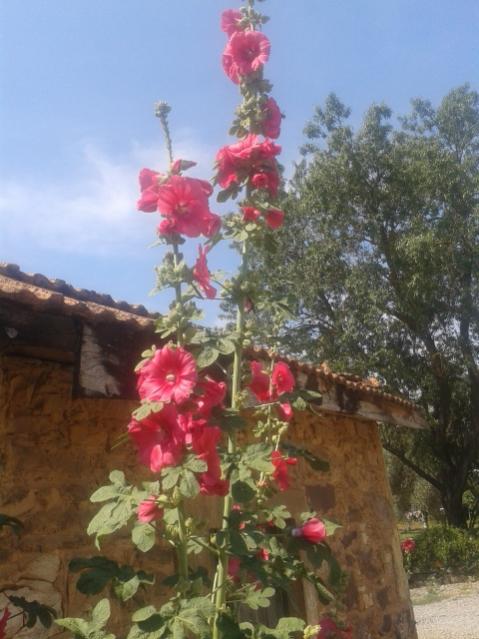 Name:  20170603_103527.jpg
Views: 872
Size:  47.0 KB