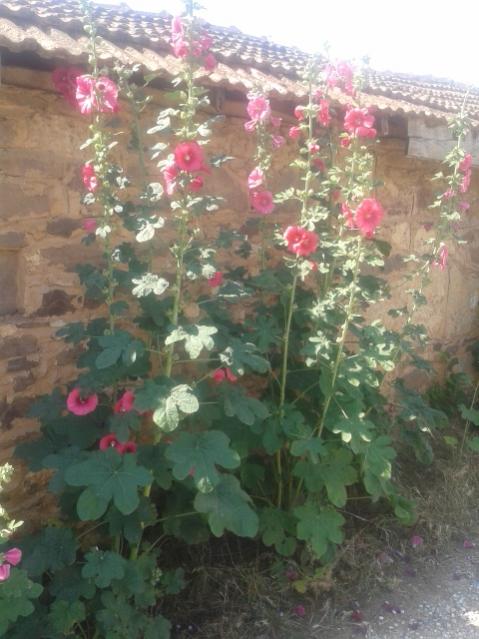 Name:  20170603_103600.jpg
Views: 863
Size:  49.0 KB