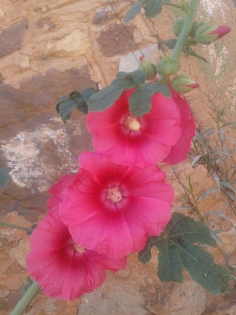 Name:  20170603_103712.jpg
Views: 868
Size:  37.8 KB