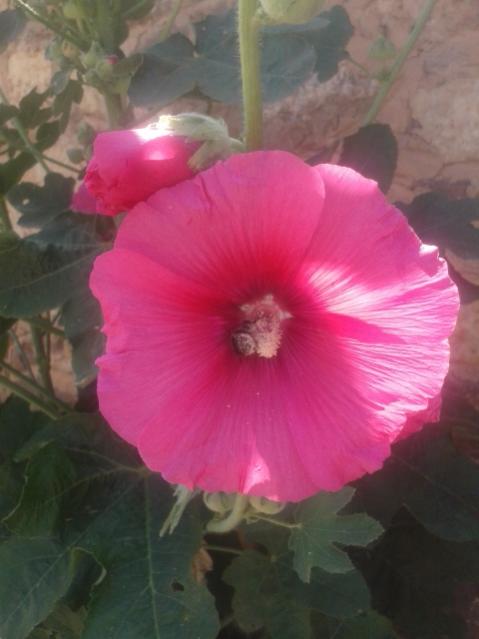 Name:  20170603_103653.jpg
Views: 885
Size:  30.4 KB