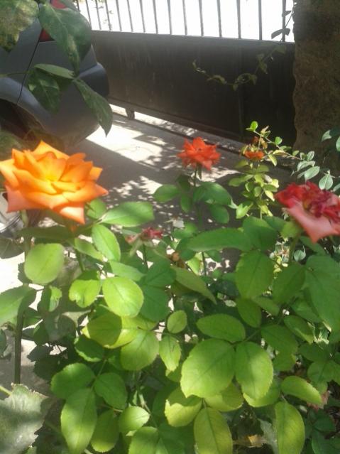 Name:  20170904_112849.jpg
Views: 865
Size:  45.6 KB