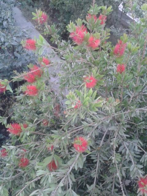 Name:  20170803_071856.jpg
Views: 868
Size:  61.9 KB