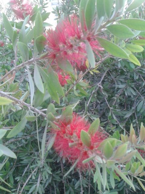 Name:  20170803_071920.jpg
Views: 869
Size:  55.9 KB