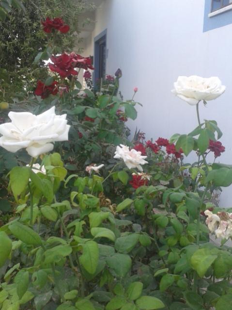 Name:  20170904_112526.jpg
Views: 865
Size:  44.9 KB