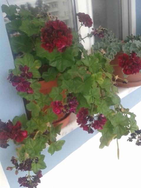 Name:  20170527_123812.jpg
Views: 864
Size:  36.9 KB