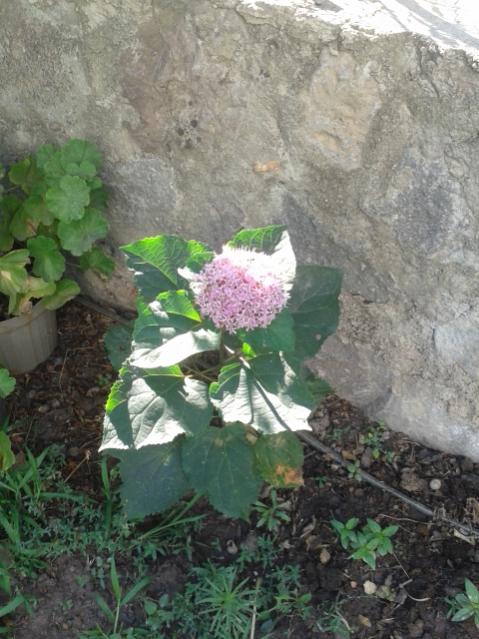Name:  20170719_083959.jpg
Views: 872
Size:  56.7 KB
