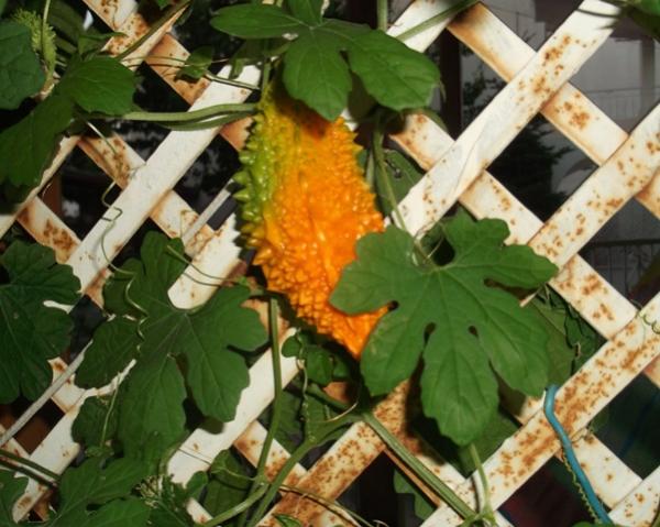 Name:  DSCF0765.jpg
Views: 595
Size:  51.5 KB