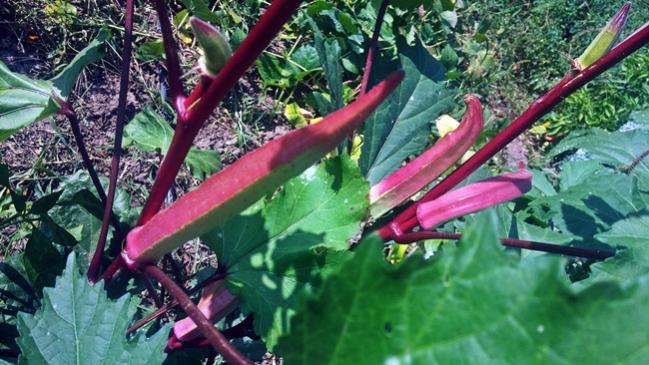 Name:  20170912_101621.jpg
Views: 577
Size:  59.6 KB