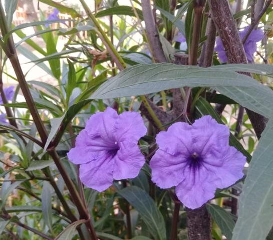 Name:  20170920_095852.jpg
Views: 483
Size:  49.3 KB