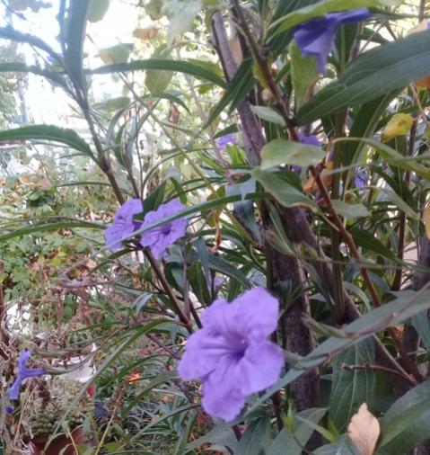 Name:  20170920_095859.jpg
Views: 487
Size:  55.0 KB