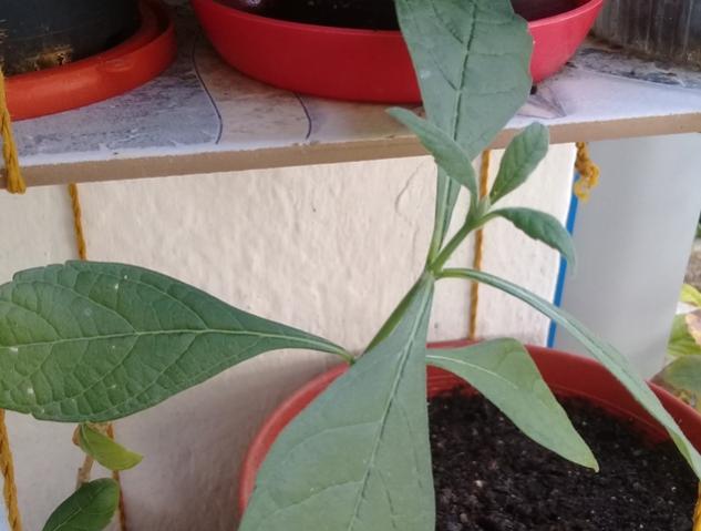 Name:  20170920_104734.jpg
Views: 514
Size:  36.2 KB