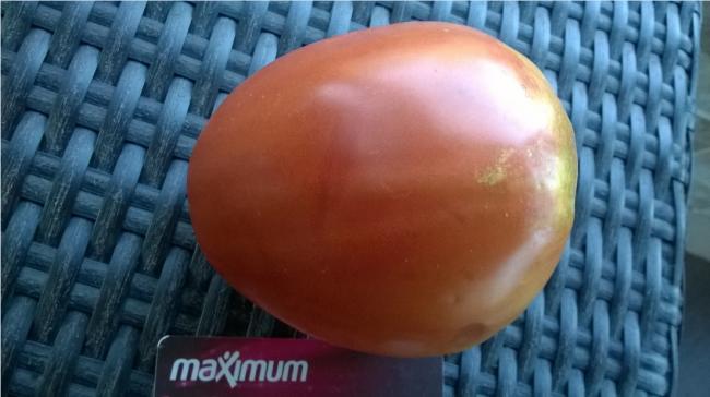 Name:  italian heirloom n 2017.jpg
Views: 578
Size:  32.5 KB