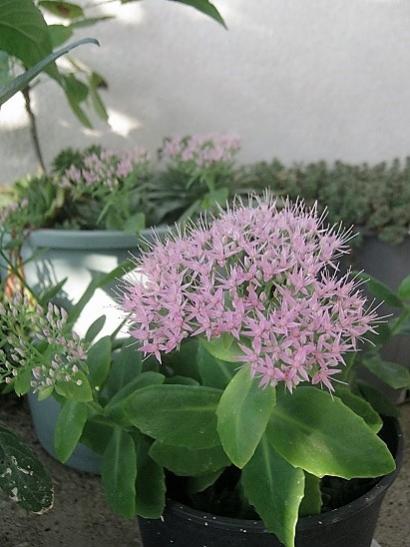 Name:  sedum autumn joy.jpg
Views: 502
Size:  37.3 KB
