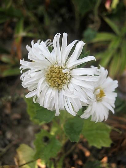 Name:  aster.jpg
Views: 515
Size:  28.5 KB