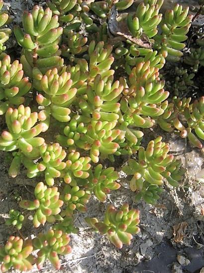 Name:  sedum rubrotinctum.jpg
Views: 504
Size:  64.8 KB