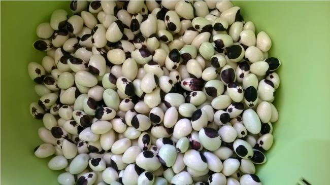 Name:  benekli barbunya 2017.jpg
Views: 690
Size:  41.8 KB
