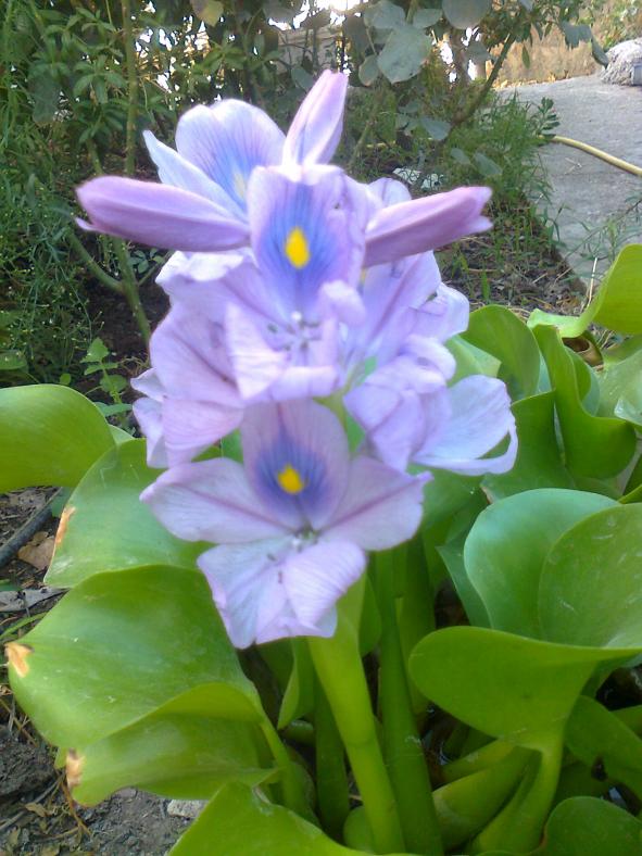 Name:  Fotoraf4367.jpg
Views: 719
Size:  72.1 KB