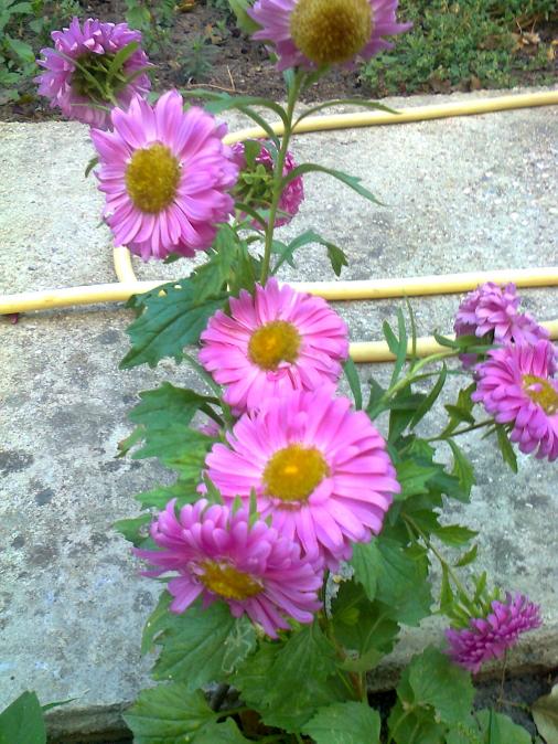 Name:  Fotoraf4370.jpg
Views: 740
Size:  76.5 KB