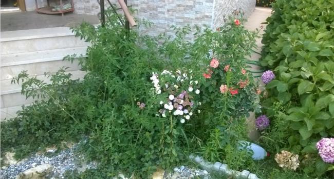 Name:  evin girii 26.09.2017.jpg
Views: 673
Size:  54.1 KB