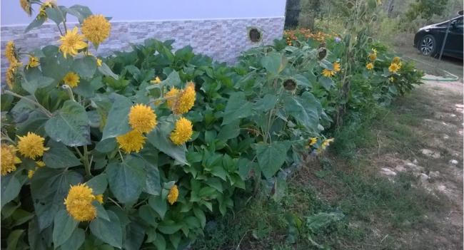 Name:  ortanca 26.09.2017.jpg
Views: 468
Size:  45.7 KB