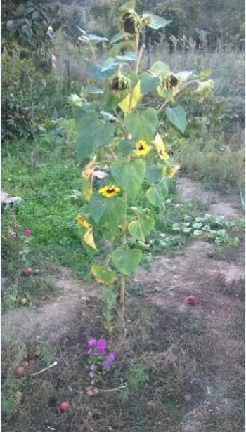 Name:  ayiei - aster.jpg
Views: 468
Size:  45.8 KB