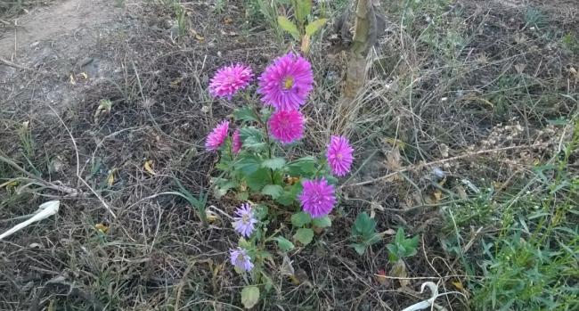 Name:  aster 26.09.2017.jpg
Views: 466
Size:  69.5 KB