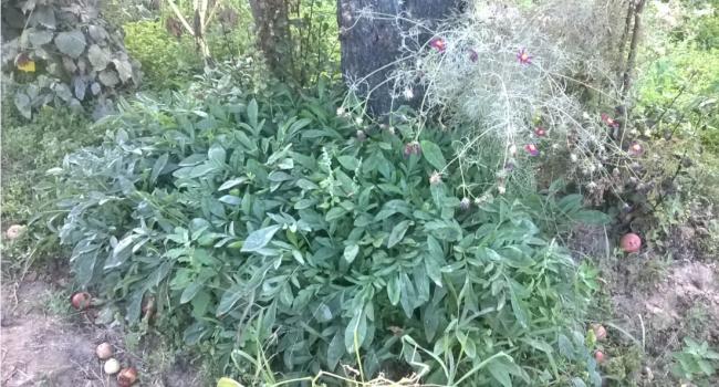 Name:  coreopsis 26.09.2017.jpg
Views: 493
Size:  63.3 KB